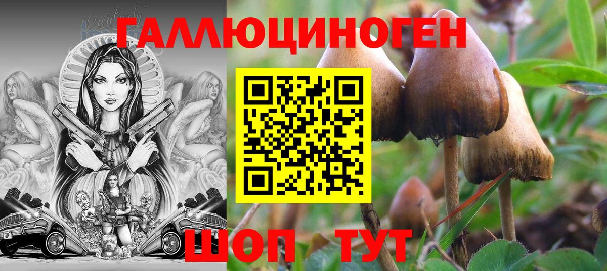 Псилоцибиновые грибы Psilocybine cubensis Геленджик