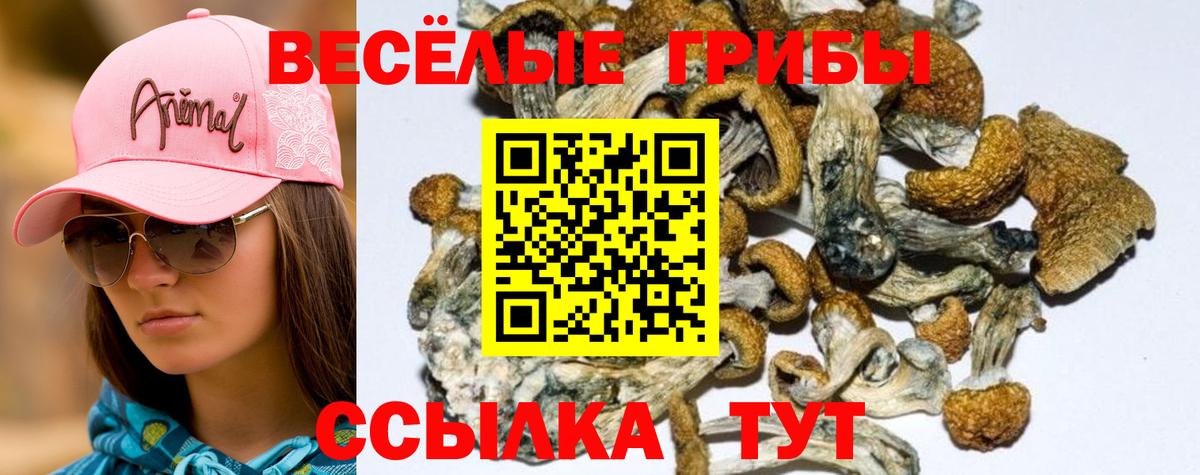 Галлюциногенные грибы Cubensis  Вход с VPN  Геленджик 